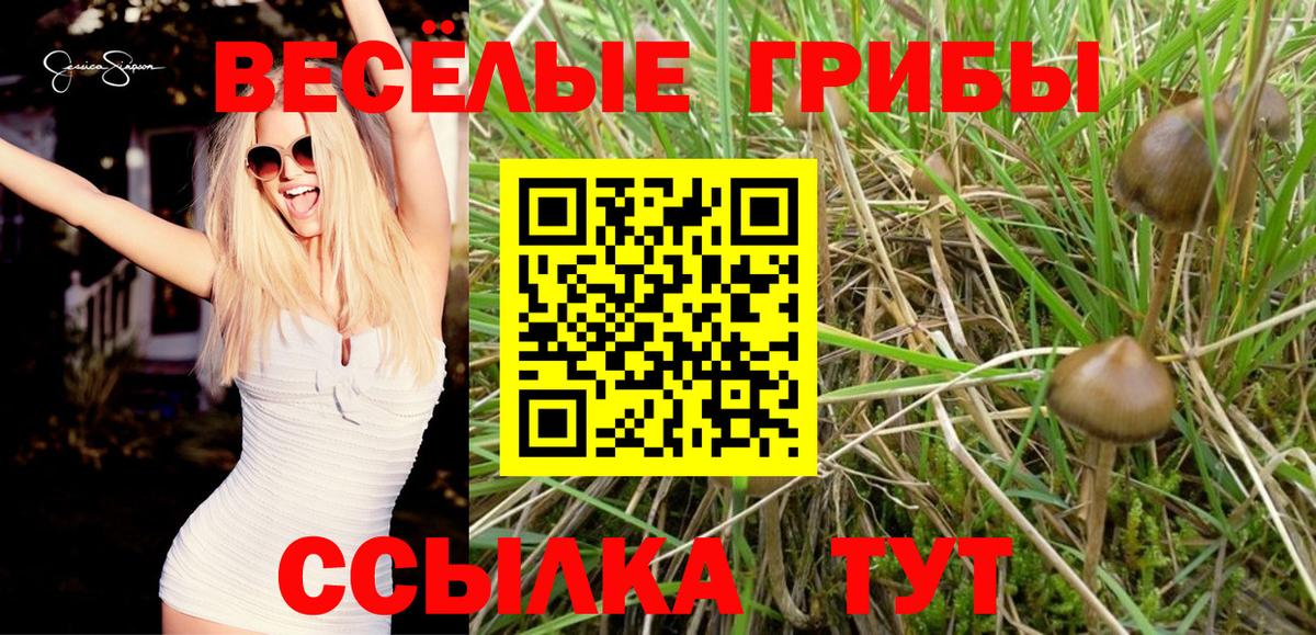 Псилоцибиновые грибы Psilocybine cubensis  Вход с VPN  Губаха 